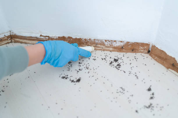 Best Ant Control Services  in Three Rivers, OR